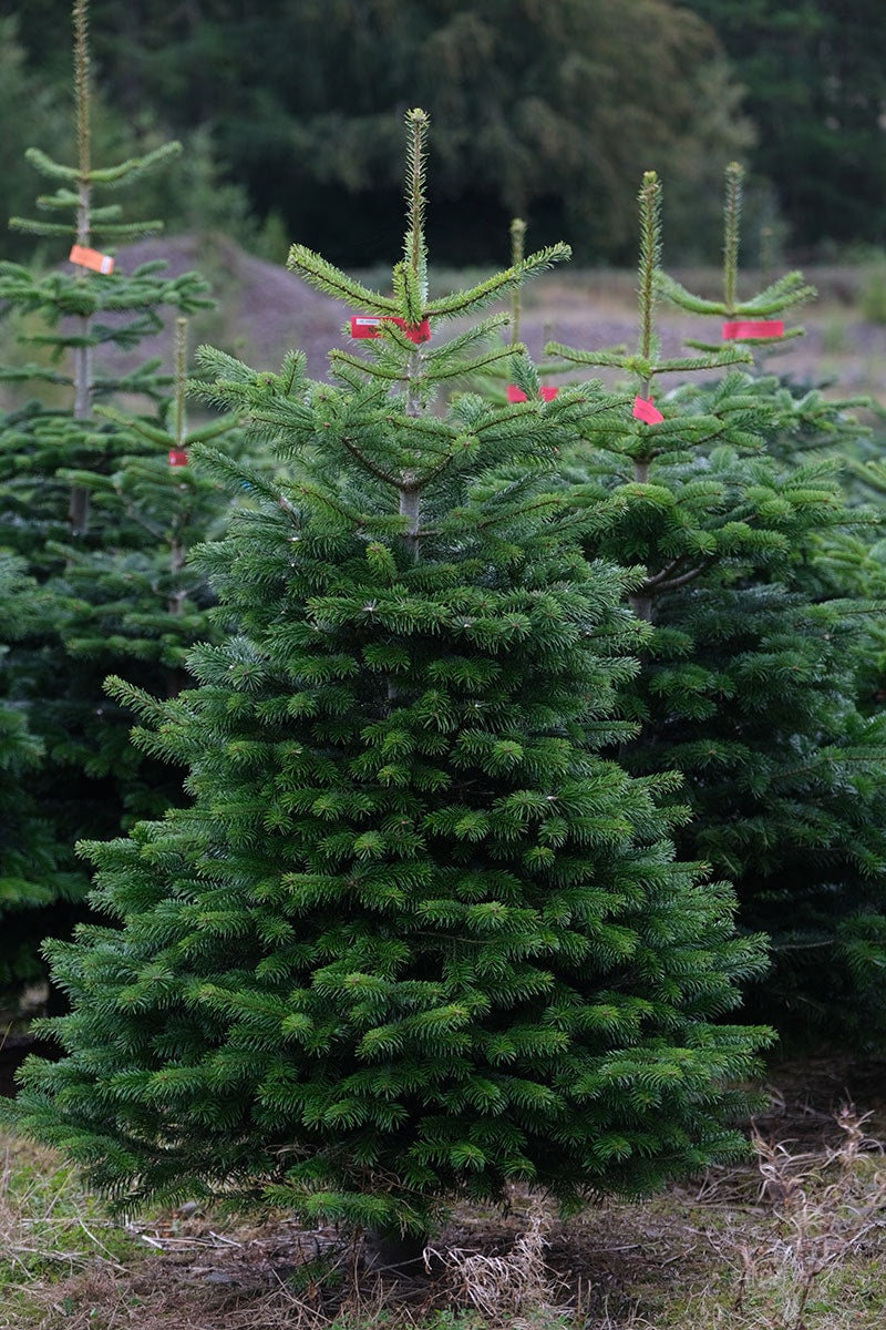 Nordmann Fir image 5