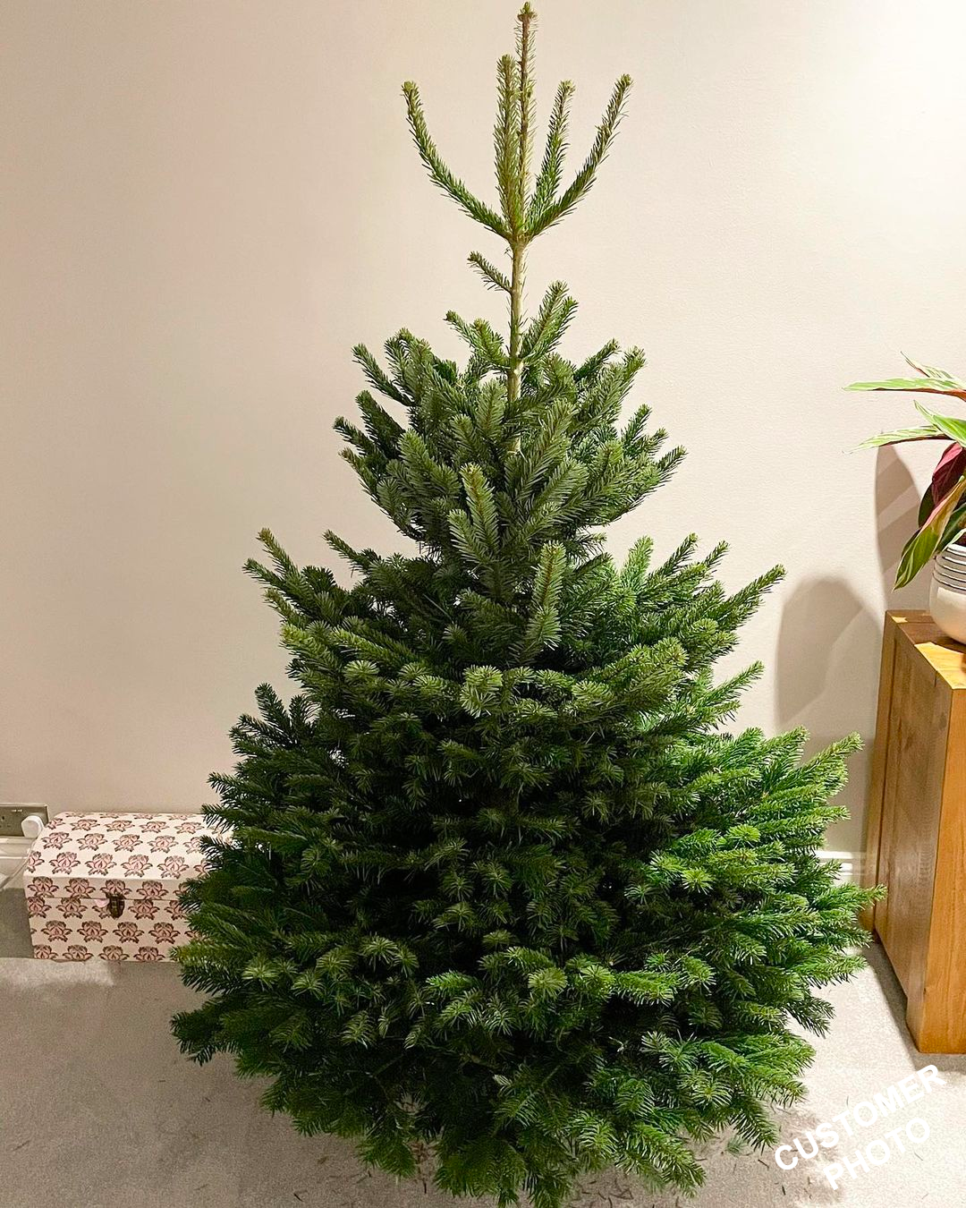 Nordmann Fir image 3