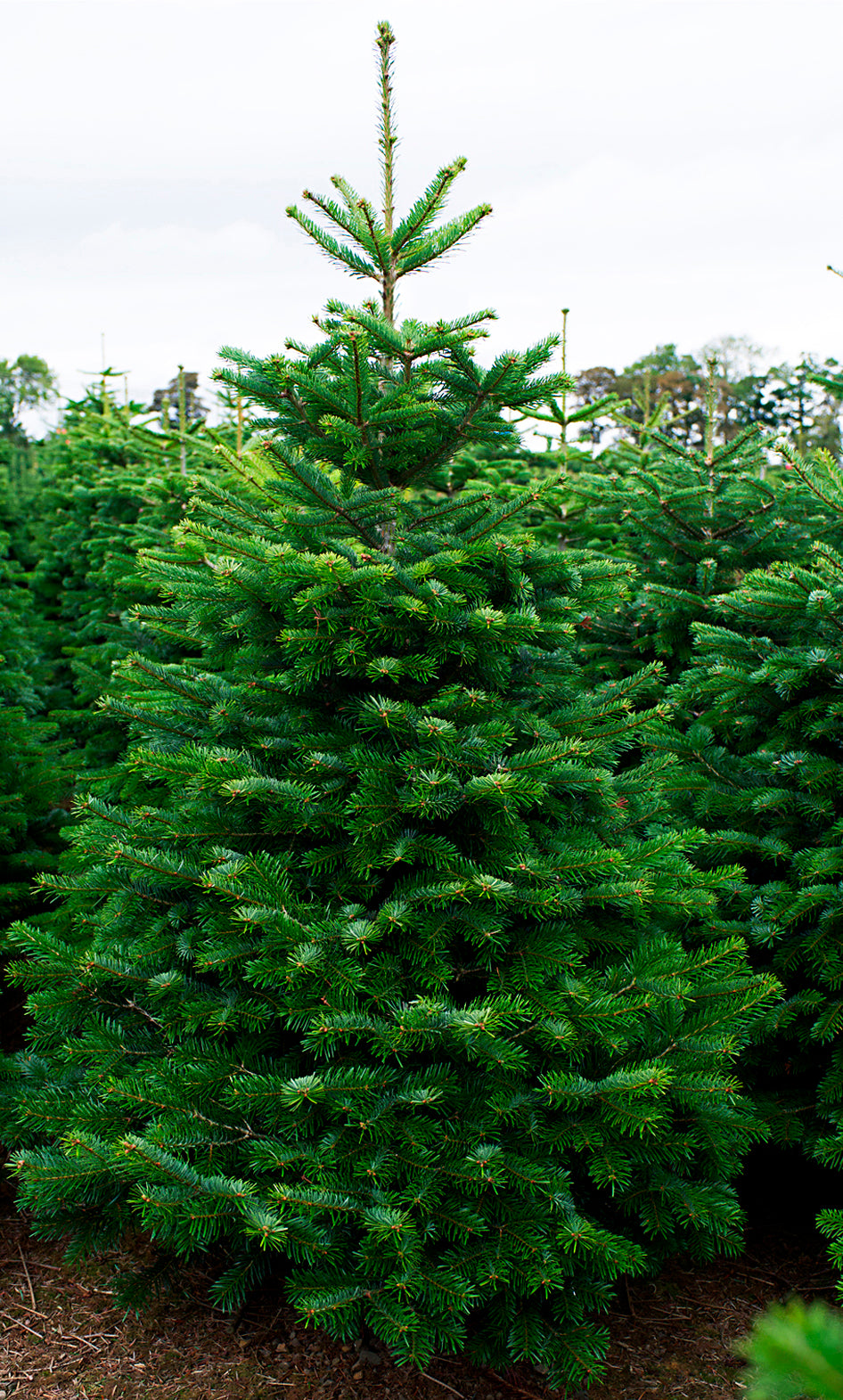 Nordmann Fir image 6