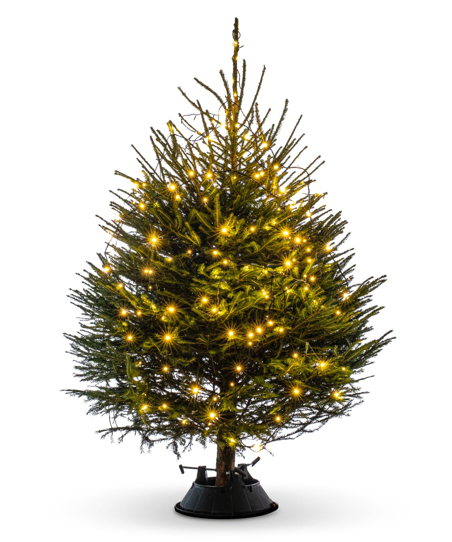 Norway Spruce image 1