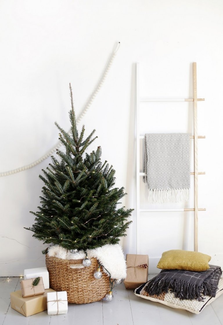 Potted Christmas Trees