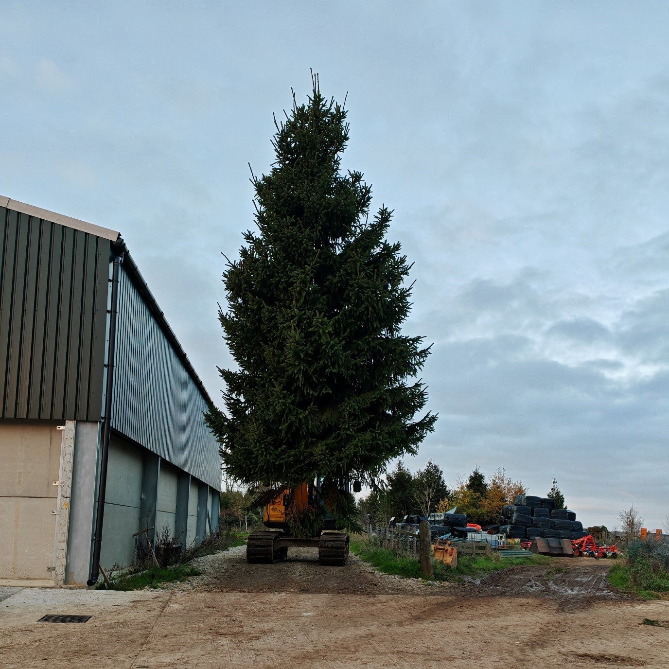 Large Christmas tree being transported on a truck in an industrial area with a building and cloudy sky.