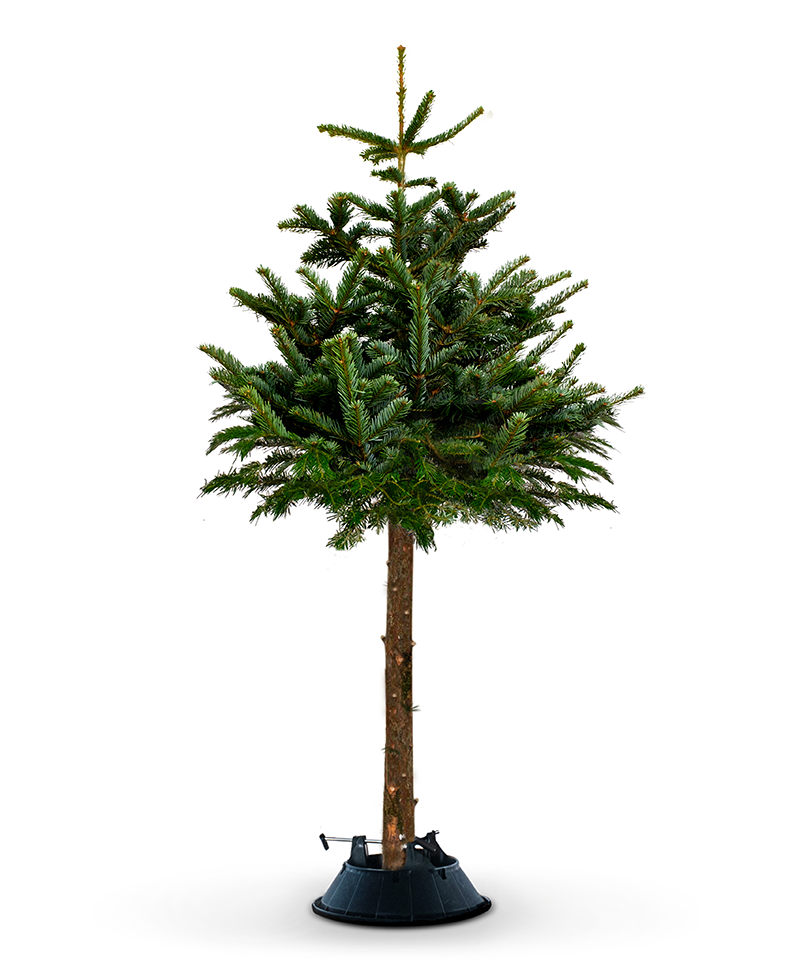 Cat-Proof Christmas Tree