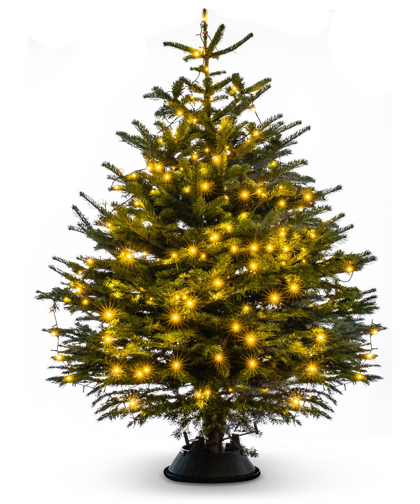 Nordmann Fir image 1