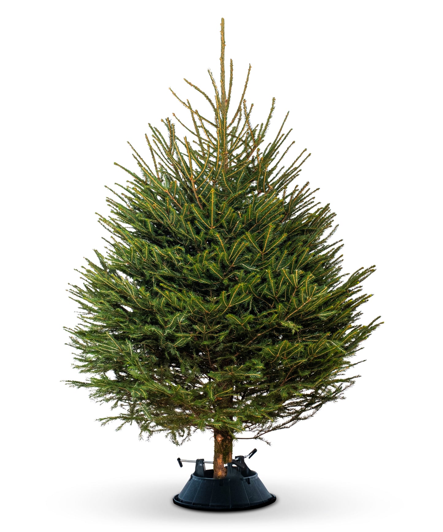 Norway Spruce image 0