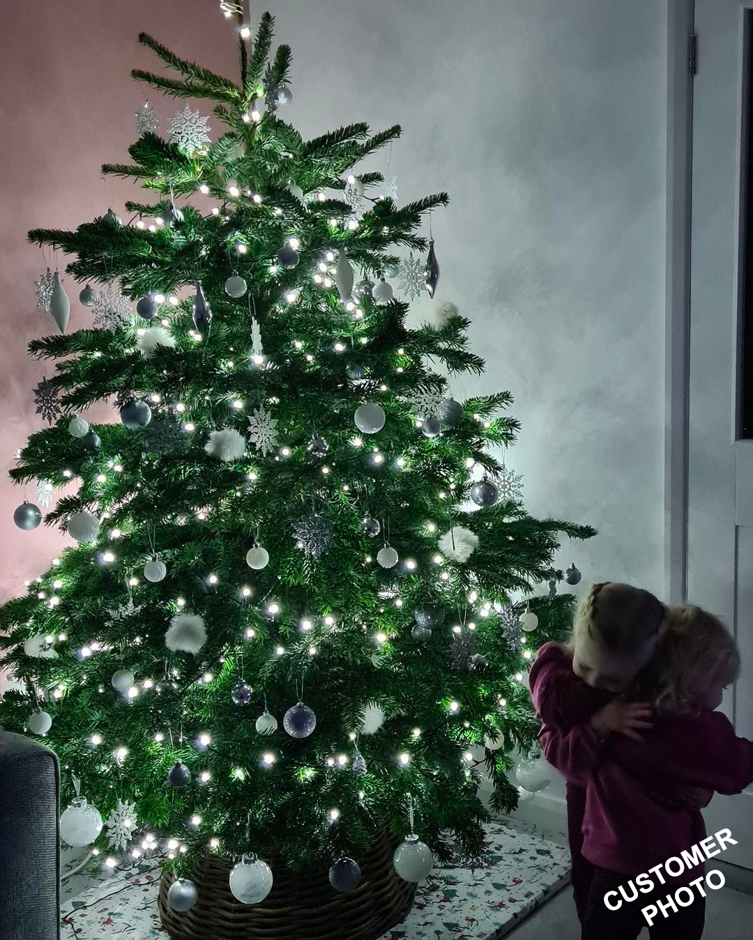 Nordmann Fir