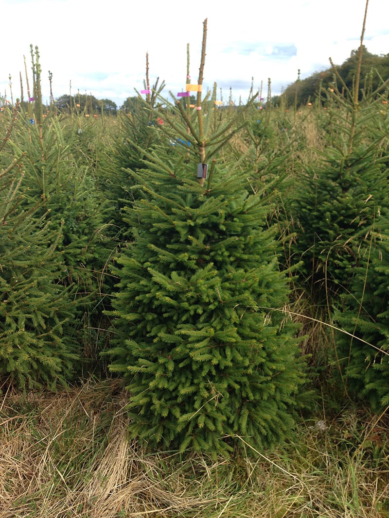 Norway Spruce