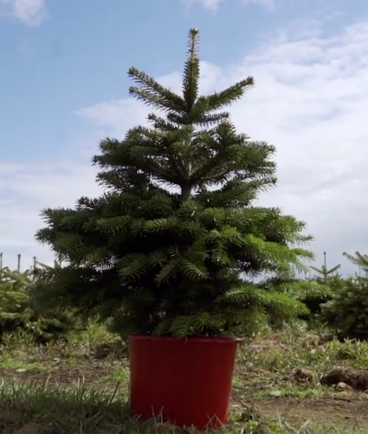 Potted Christmas Trees