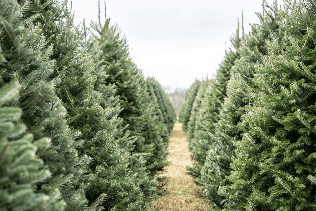 Real Christmas Trees - FREE Delivery