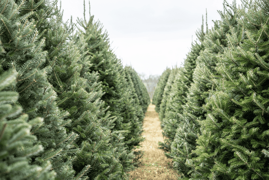 Real Christmas Trees - FREE Delivery