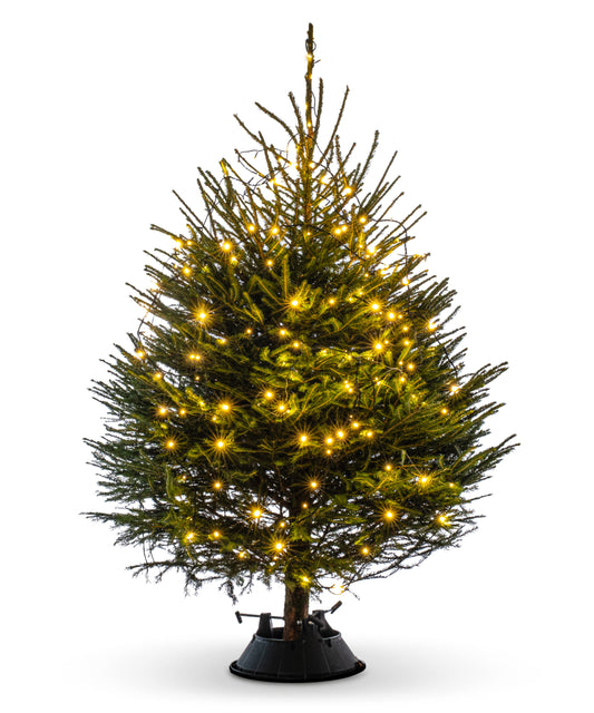 Norway Spruce