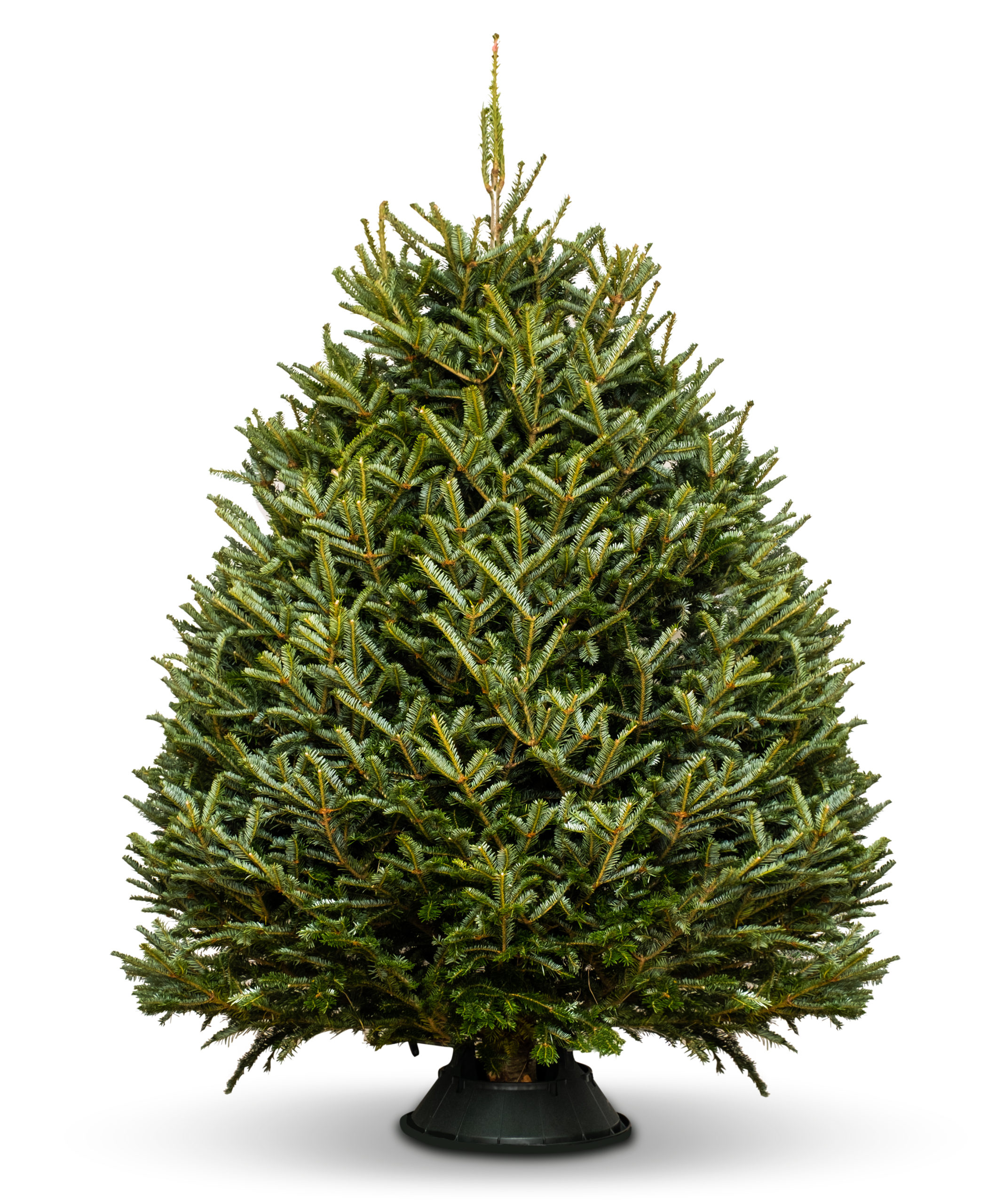 Fraser Fir Christmas Tree