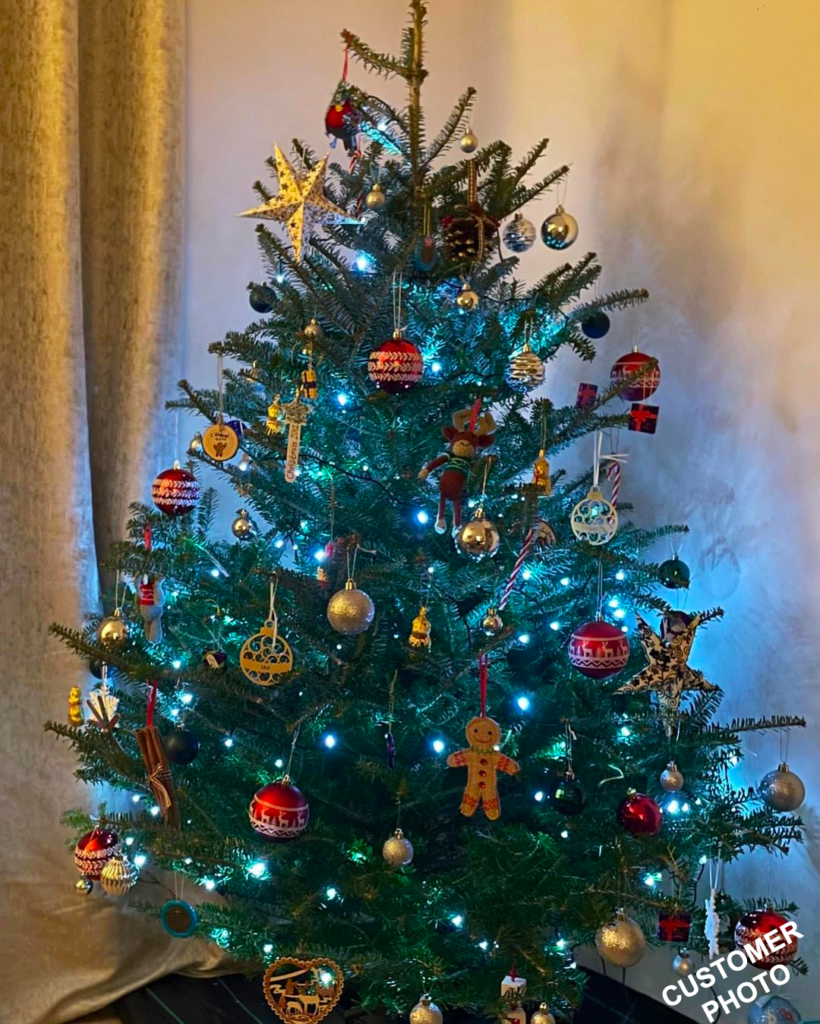 Korean Fir Real Christmas Tree - ChristmasTrees.co.uk