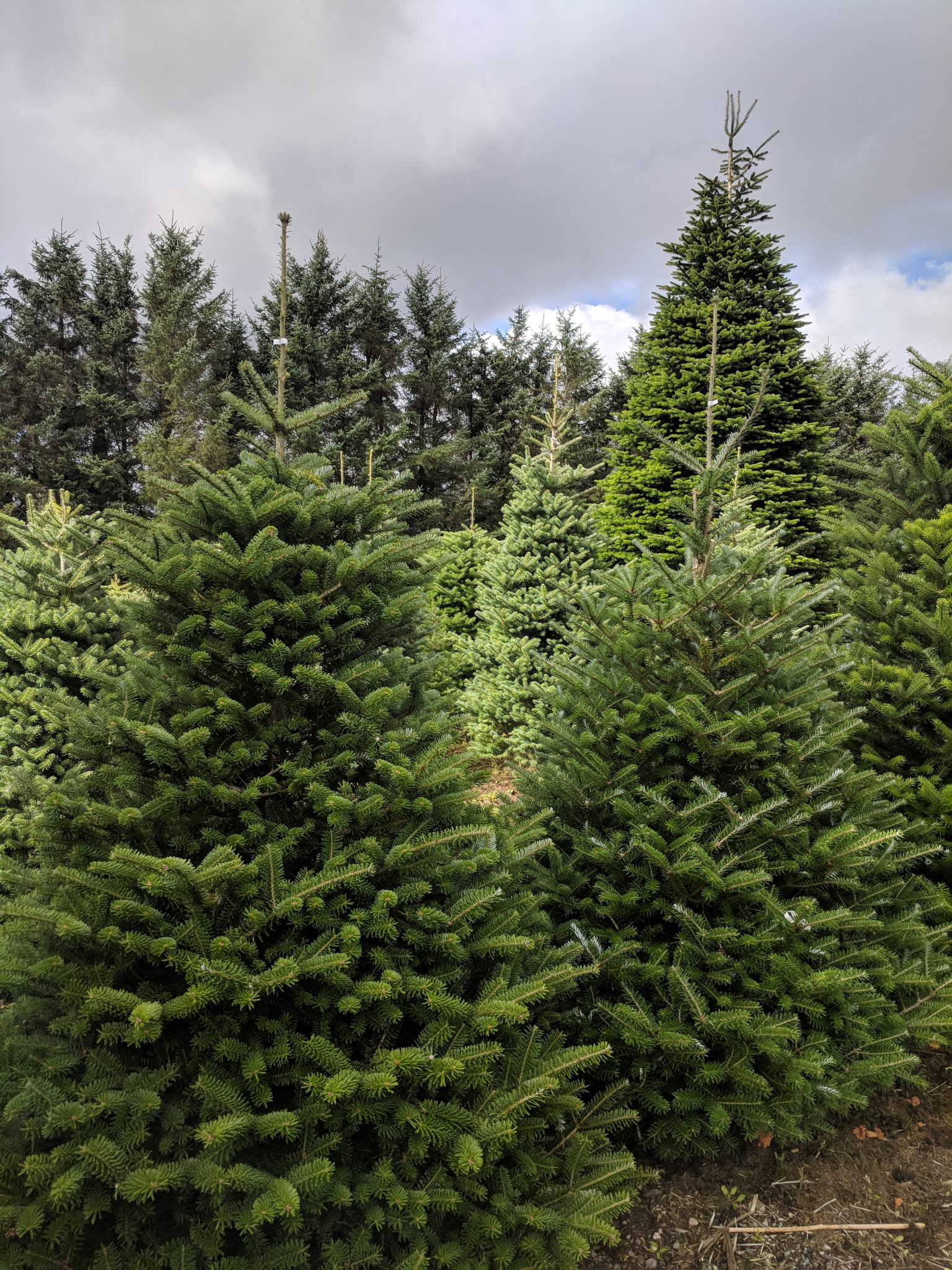 korean-fir-real-christmas-tree-christmastrees-co-uk