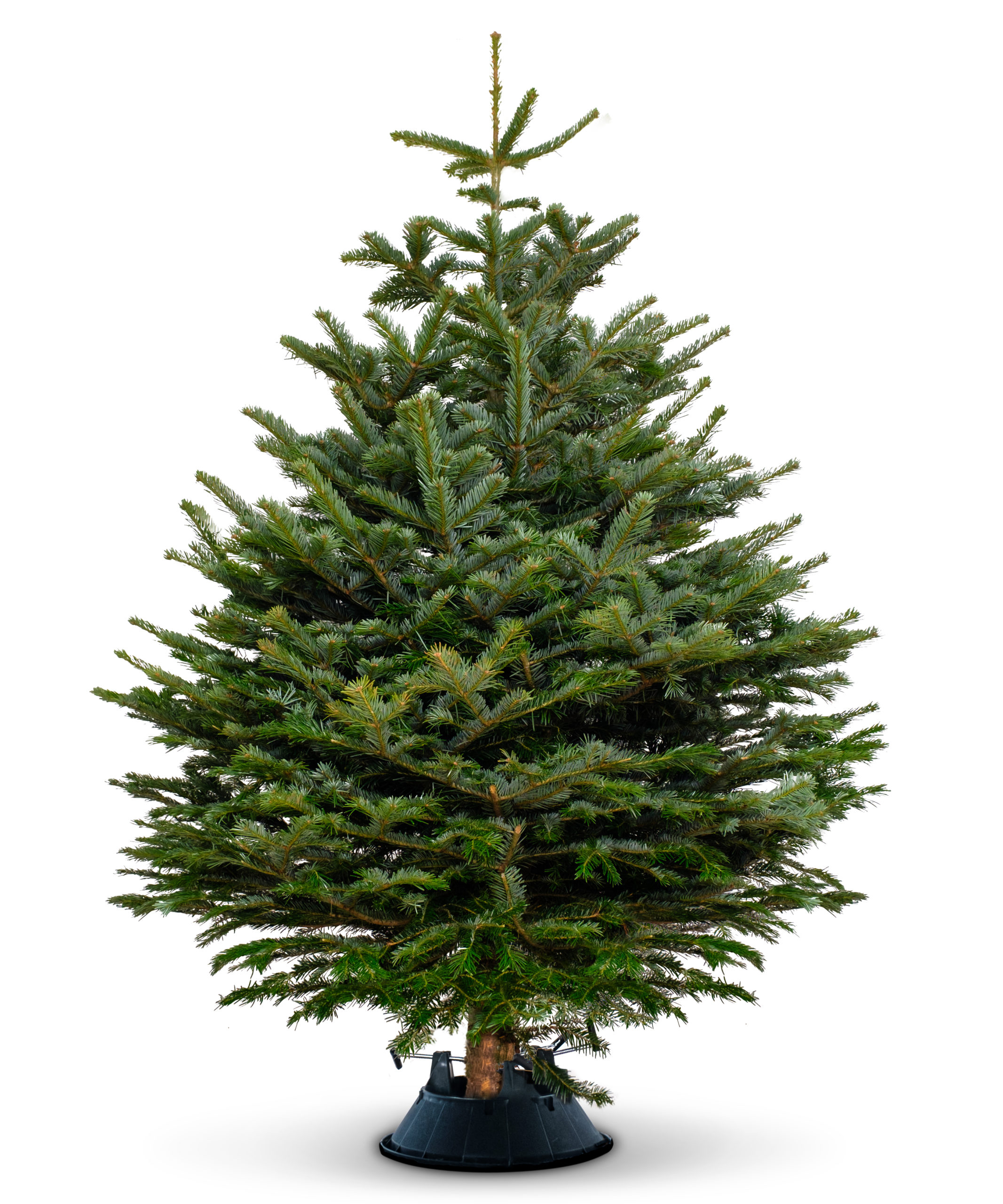 Nordmann Fir Real Christmas Tree ChristmasTrees.co.uk
