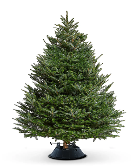 Christmas 2025 tree suppliers