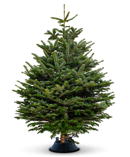 Real Christmas Tree Delivery London & Nationwide UK
