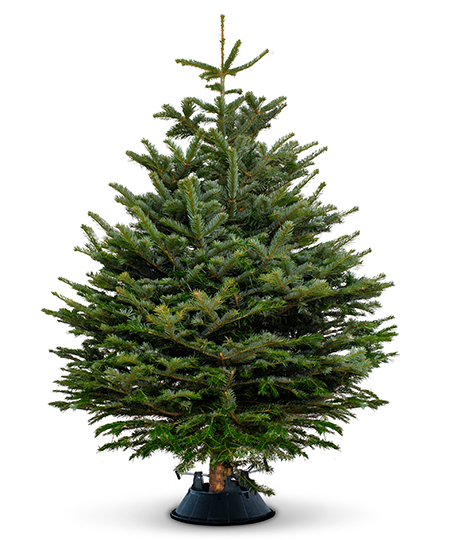 Real christmas tree deals delivered